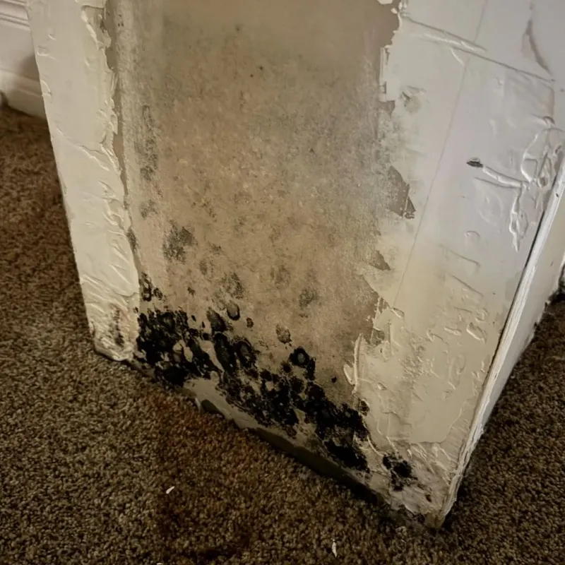 Professional Mold Removal in Rancho Santa Fe, CA